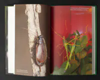 Тарган і індійські паличники — ілюстрації з книги Жали, дзижчи, кусай