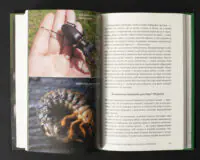 Жук-олень і личинка комахи — сторінка книги Жали, дзижчи, кусай