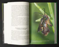 Оса на квітці офриса — ілюстрація з книги Жали, дзижчи, кусай
