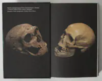 Череп неандертальця і сучасної людини — ілюстрація з книги Неандерталець