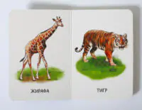 Прогулянка зоопарком — розворот із жирафою і тигром