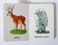 Олень і гірський козел — розворот книжки Улюблені тварини