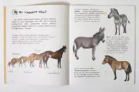 Енциклопедія дошкільника : Коні Каспарова Ю.В. - Зображення 7
